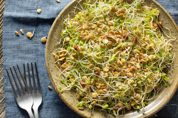 Raw Organic Bean Sprout Salad