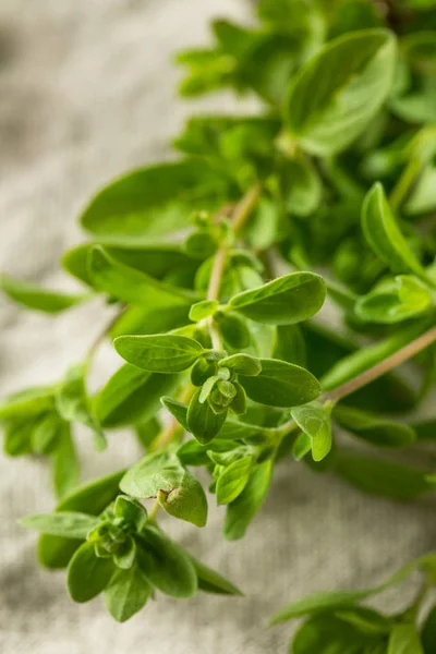 Hierba de mejorana verde cruda orgánica —  Fotos de Stock