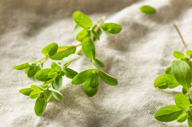 Organik Ham Yeşil Mercanköşk Ot