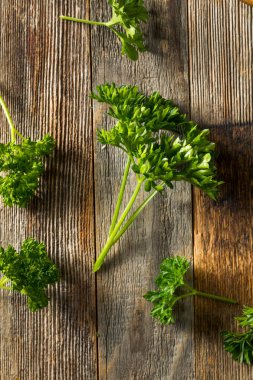 Ham yeşil organik kıvırcık maydanoz