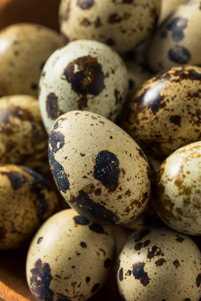 Raw Organic Spotted Quail Eggs — Stock Photo, Image