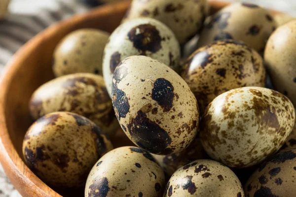 Ovos de codorna manchados orgânicos crus — Fotografia de Stock