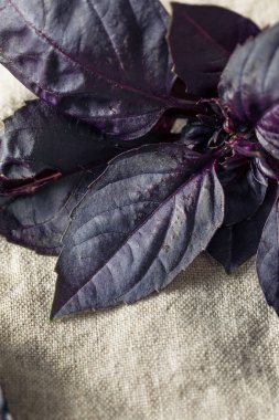 Organik Ham Mor Opal Fesleğen