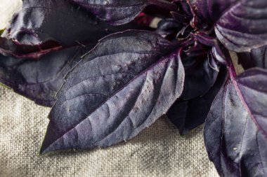 Organik Ham Mor Opal Fesleğen