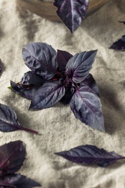 Organik Ham Mor Opal Fesleğen