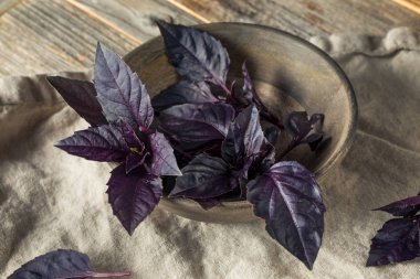 Organik Ham Mor Opal Fesleğen