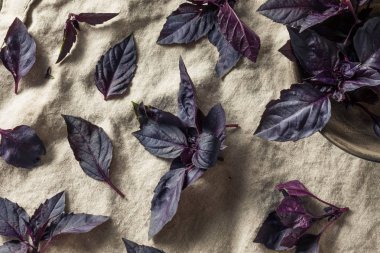 Organik Ham Mor Opal Fesleğen