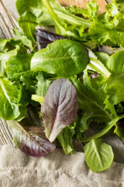 Çiğ Yeşil Organik Bebek Bahar Marul