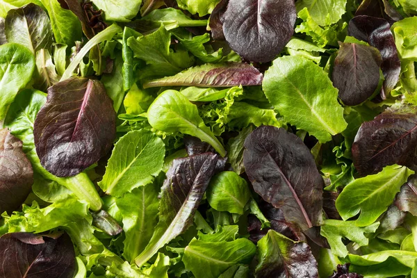 Lechuga de primavera de bebé orgánica verde cruda —  Fotos de Stock