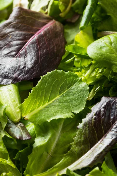 Raw Green Organic Baby Spring Lettuce — Stock Photo, Image