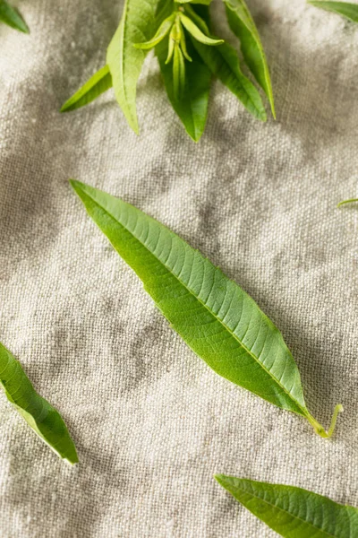 Zielona ekologiczna Werbena cytrynowa — Zdjęcie stockowe