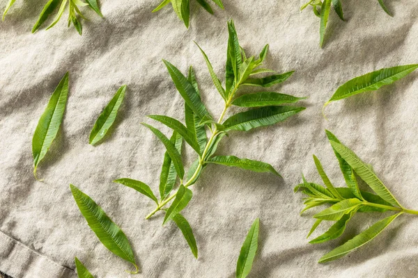 Grön ekologisk färsk citron Verbena — Stockfoto