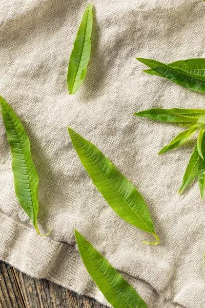 Grön ekologisk färsk citron Verbena — Stockfoto