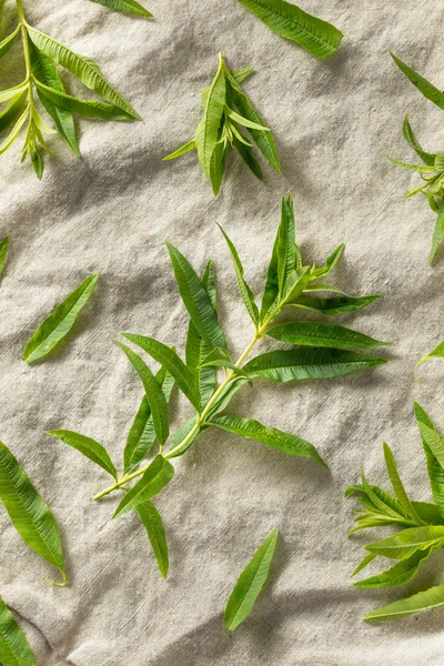 Verbena al limone fresco biologico verde — Foto Stock