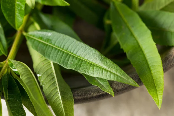 Green Organic Fresh Lemon Verbena