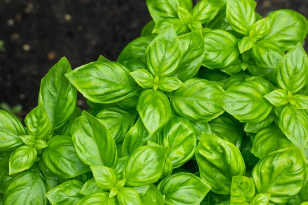 Planta de albahaca orgánica verde cruda — Foto de Stock