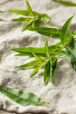 Yeşil Organik Taze Limon Verbena
