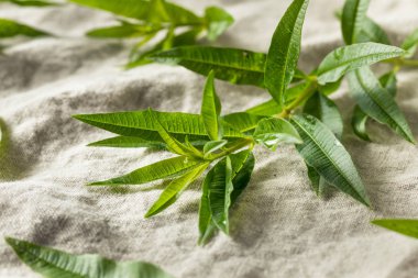 Yeşil Organik Taze Limon Verbena