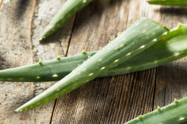 Çiğ Yeşil Organik Aloe Vera
