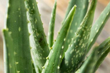 Çiğ Yeşil Organik Aloe Vera