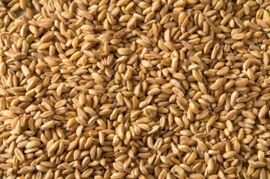 Ham Organik Farro Tahıl