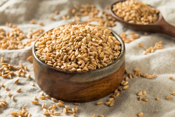 Nyers szerves Farro Grain — Stock Fotó