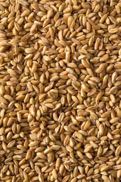 Grano de Farro orgánico crudo — Foto de Stock