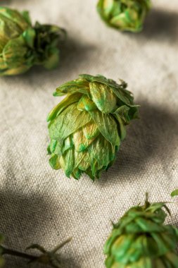 Ham Yeşil Organik Taze Bira Şerbetçiotu