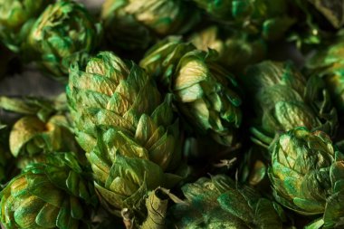 Ham Yeşil Organik Taze Bira Şerbetçiotu