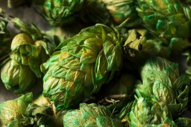 Ham Yeşil Organik Taze Bira Şerbetçiotu