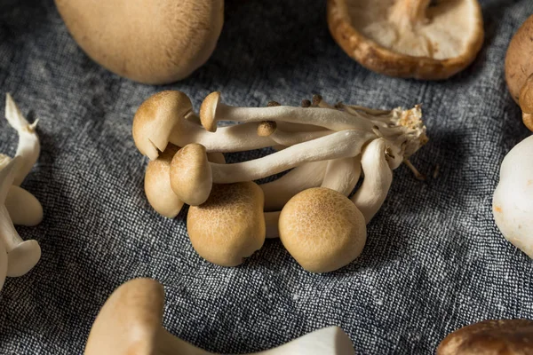 Sortimento de cogumelos orgânicos crus Gourmet — Fotografia de Stock