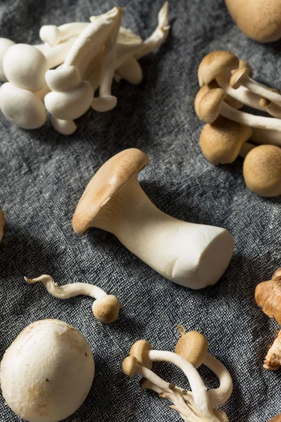Ассортимент сырых органических гурманов и грибов — стоковое фото