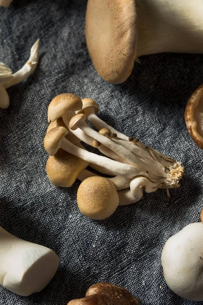 Çiğ Organik Gurme Mantar Çeşitleri