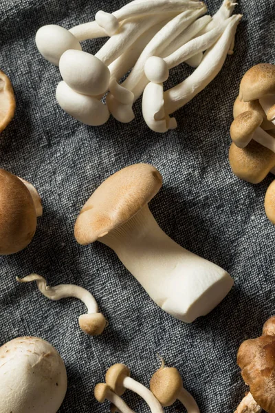 Rauwe biologische Gourmet Mushroom assortiment — Stockfoto