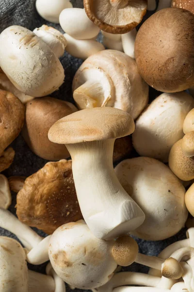 Raw Organic Gourmet Mushroom Assortment — Stock Photo, Image