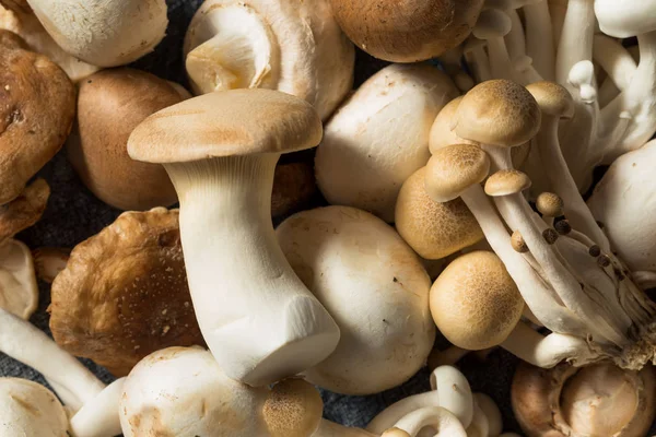 Rauwe biologische Gourmet Mushroom assortiment — Stockfoto