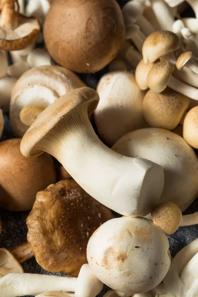 Rauwe biologische Gourmet Mushroom assortiment — Stockfoto