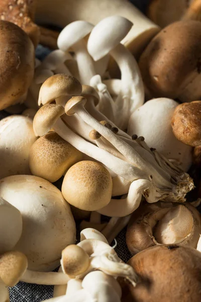 Raw Organic Gourmet Mushroom Assortment — Stock Photo, Image