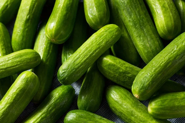 Raw Green Organic Mini Cocktail Cucumbers — Stock Photo, Image