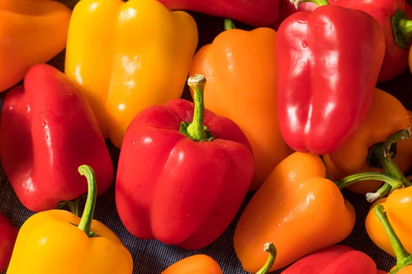 Rauwe kleurrijke mini paprika — Stockfoto