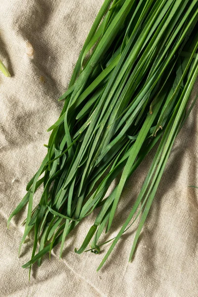 Chives Coreanas Orgânicas Verdes — Fotografia de Stock