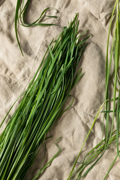 Raw Green Organic Korean Chives — Stock Photo, Image