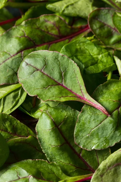 Nyers zöld organikus bébicukorrépa zöldségek — Stock Fotó