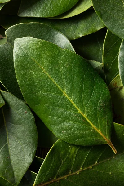 원시 녹색 유기 베이 잎 — 스톡 사진