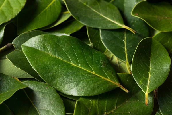 Hojas de laurel orgánicas verdes crudas —  Fotos de Stock