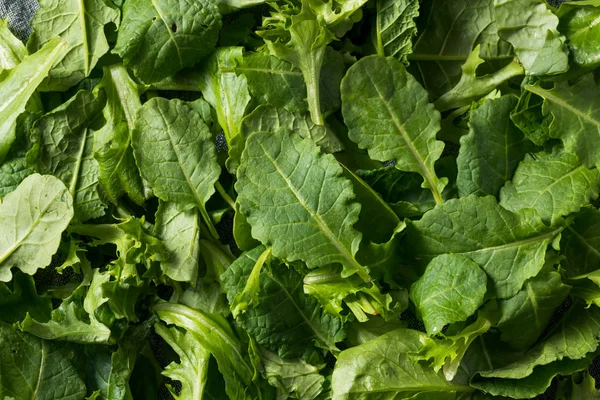 Verde crudo orgánico bebé Kale Superfood — Foto de Stock