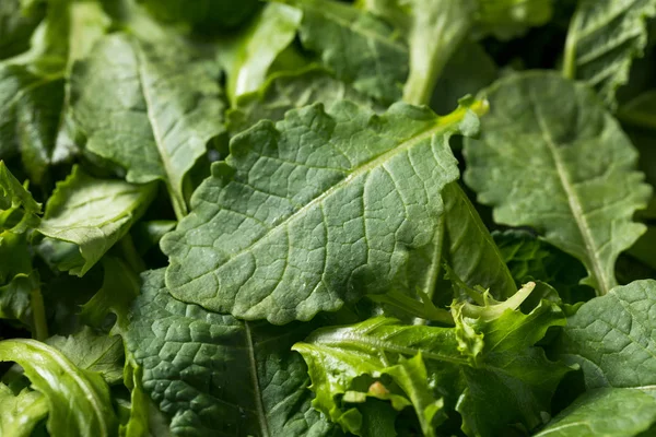 Verde crudo orgánico bebé Kale Superfood — Foto de Stock