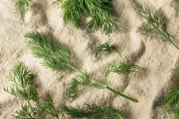 Raw Green Organic Dill Herb Bunch — Stock Photo, Image
