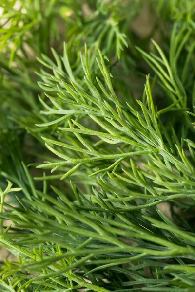 Nyers Zöld Organic Dill Herb Egy Csapat — Stock Fotó