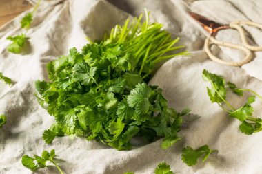Çiğ Yeşil Organik Cilantro Bunch Birlikte Pişirmeye Hazır